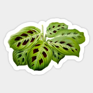 Maranta leuconeura var. kerchoveana - Botanical illustration Sticker